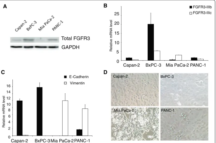 Figure 2 Phenotypic properties of PDAC cell lines. A) FGFR3 expression in the PDAC cell lines was determined by western-blot