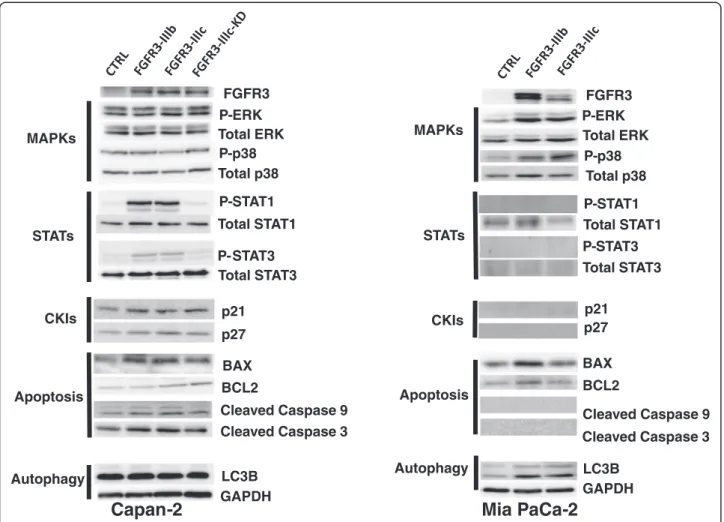 Figure 4 FGFR3 engaged diverse intracellular pathways. Proteins extracts of tumors from Capan-2 and Mia PaCa-2, were analyzed by western-blot