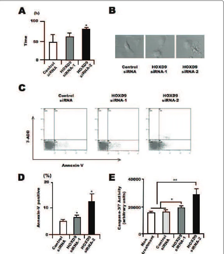 Figure 4 Silencing of HOXD9 gene induces apoptosis in U87 glioma cells. (A) Average cell division time of siRNA-treated cells was measured for 4 days starting 24 h after transfection (n = 3)