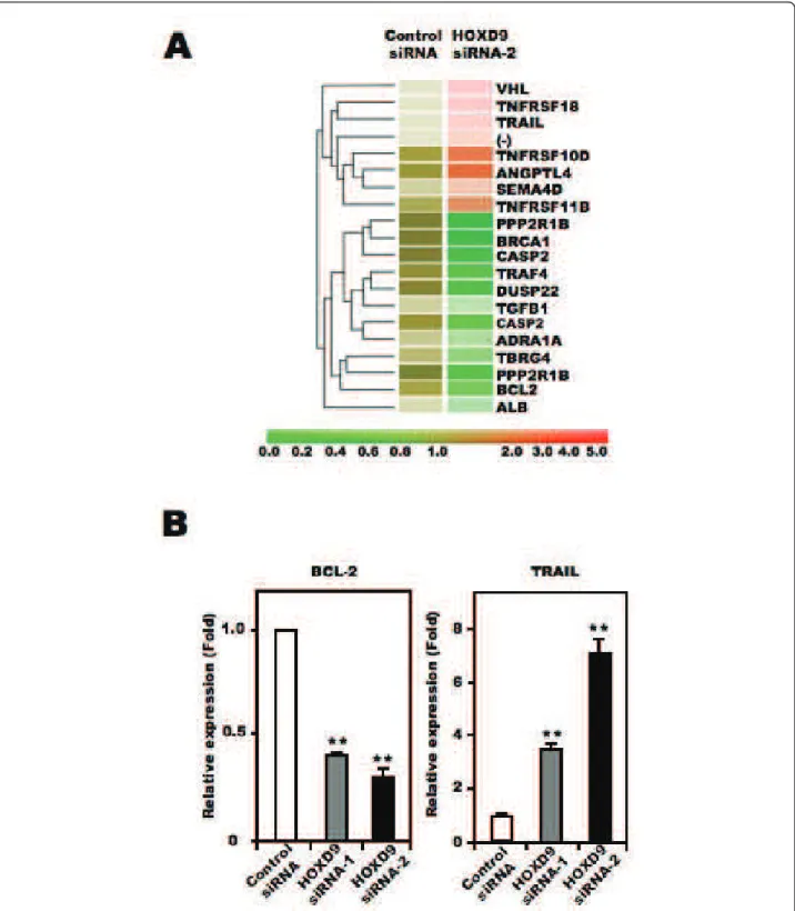 Figure 5 Effect of HOXD9 gene knockdown on the expression of apoptosis- and cell proliferation-related factors