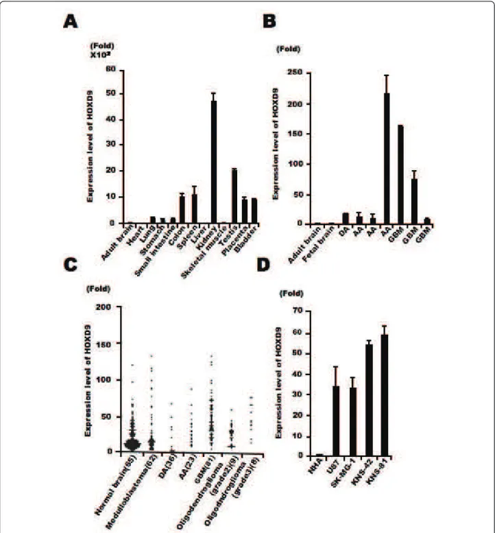 Figure 1 HOXD9 expression in gliomas. (A) Analysis of HOXD9 gene expression in human normal tissues by qRT-PCR