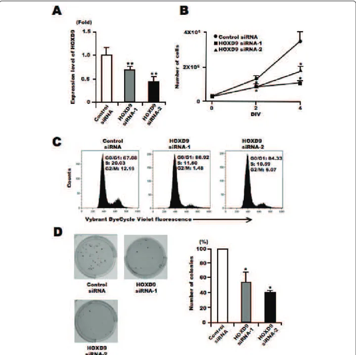 Figure 3 Silencing of HOXD9 gene decreases proliferation of U87 glioma cells. (A) Analysis of HOXD9 gene expression by qRT-PCR 2 days after siRNA transfection