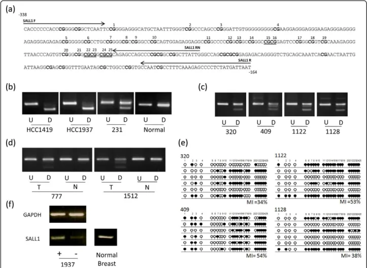 Figure 3 Methylation analysis of SALL1 . (a) The region analysed by CoBRA and sequencing is shown with CpG dinucleotides numbered and shown in bold and BstUI restriction sites underlined