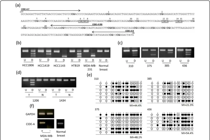 Figure 6 Methylation analysis of CIDE-A . (a) The region analysed by CoBRA and sequencing is shown with CpG dinucleotides numbered and shown in bold and BstUI restriction sites underlined