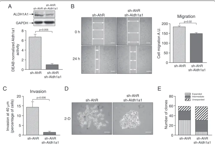 Fig. 3 Aldh1a1 knockdown reduces the migratory and invasive phenotypes produced by AhR depletion