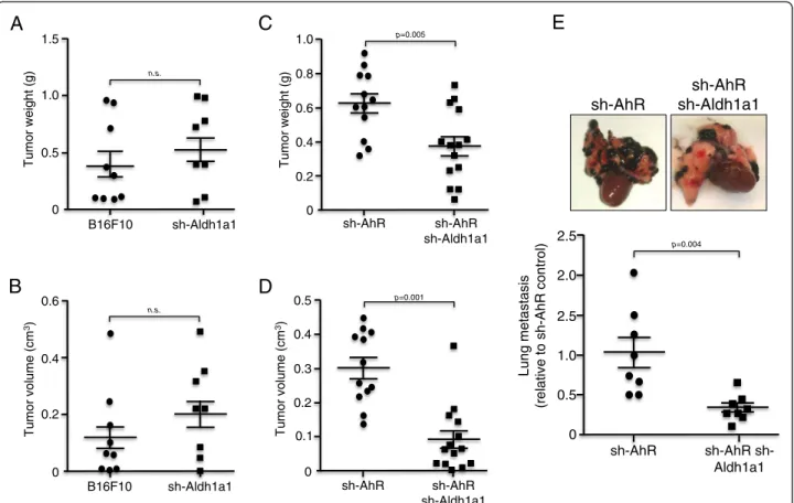 Fig. 5 Aldh1a1 knockdown blocks primary tumorigenesis and lung metastasis induced by AhR depletion