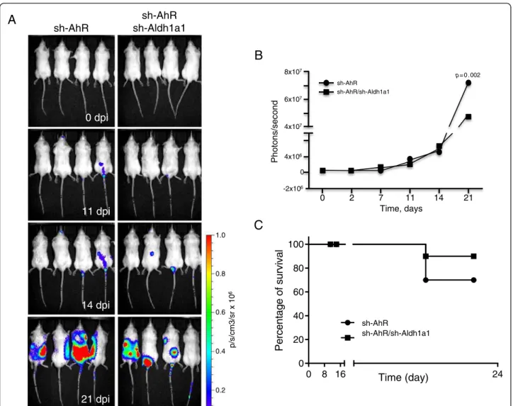 Fig. 6 Reduced Aldh1a1 expression blocks the metastatic burden of AhR depletion in melanoma cells