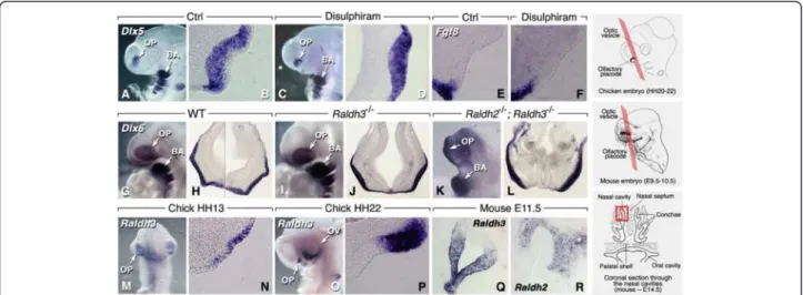 Figure 1 Retinoic acid and olfactory induction. (A-F) Chicken embryos treated with disulphiram-impregnated beads (100 μM in DMSO) during OP induction (HH-stage 14) show unaffected placodal development (A,C: whole-mounts; B,D: frontal sections after Dlx6 la