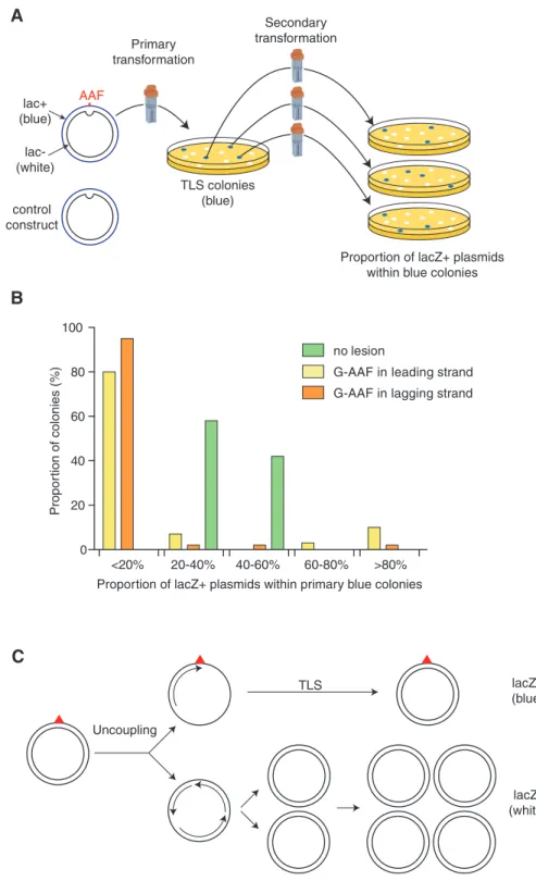 Figure 1. Strand segregation analysis using plasmids with a single replication-blocking lesion