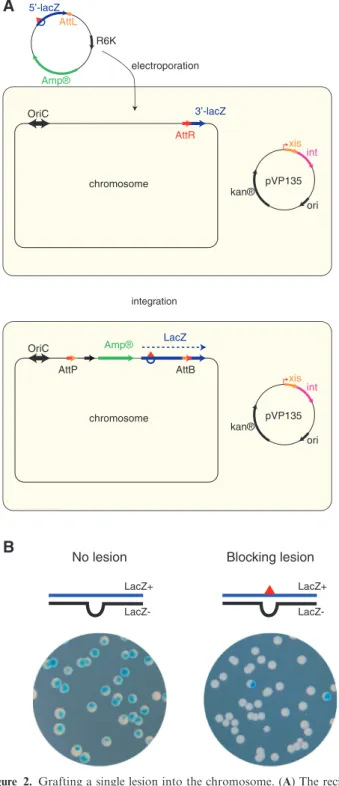 Figure 2. Grafting a single lesion into the chromosome. (A) The recipi- recipi-ent strain contains a single attR integration site in fusion with the 3 0 end of lacZ gene at min 17 in the E