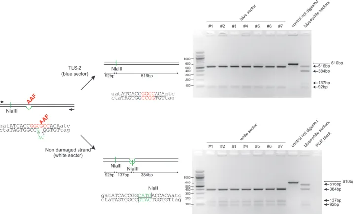 Figure 3. Molecular characterization of blue and white sectors taken from lesion-containing sectored colonies