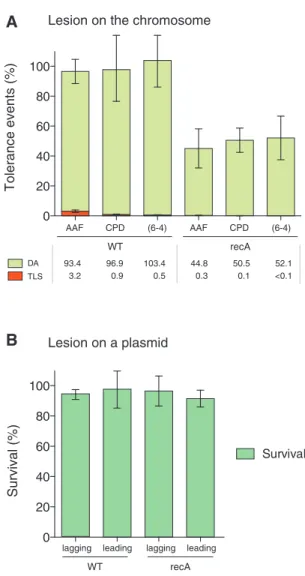 Figure 4. Survival of chromosomal and plasmid-borne replication- replication-blocking lesions in WT and recA strains