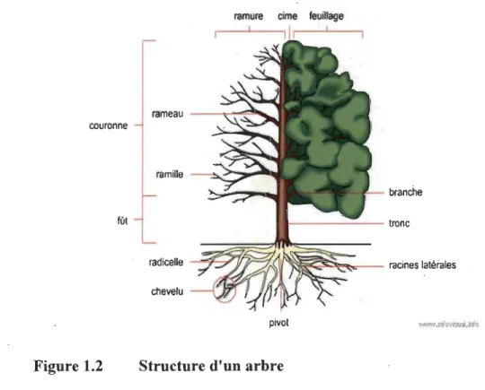 Figure 1.2  Structure d'un arbre 