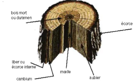 Figure 1.3  Composition du tronc 