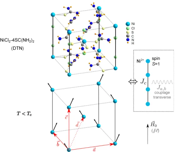 Figure 1.3  Structure de DTN cristallographique (d'après [24]) et hypothèse de struc- struc-ture magnétique dans la situation canonique où le champ H⃗ 0 est appliqué parallèlement à ⃗c en phase ordonnée AF : il y a apparition d'une composante transverse  a