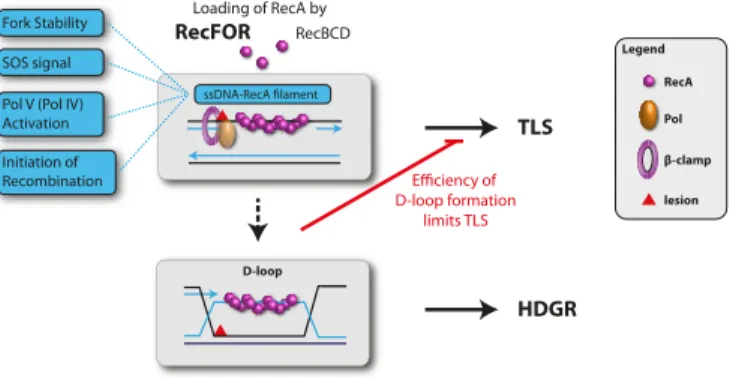 Figure 5. Crosstalk between TLS and HDGR: When the fork encounters a replication-blocking lesion in one of the template strands, it skips over the lesion via downstream re-priming leaving a single-stranded gap