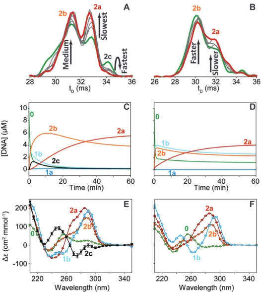 Figure 5. (A and B) Arrival time distribution in function of the time for the 4- charge state for the 2-K + stoichiometry at 500 ␮ M KCl from green (3 min) to red (24h) through gray, respectively for 10 ␮ M (A) 24TTG and (B) 23TAG