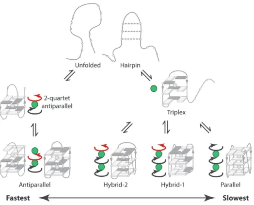 Figure 6. Proposed folding pathway. The number of cations is shown by the number of green circles, and the quartet guanine relative orientations are shown by arrows