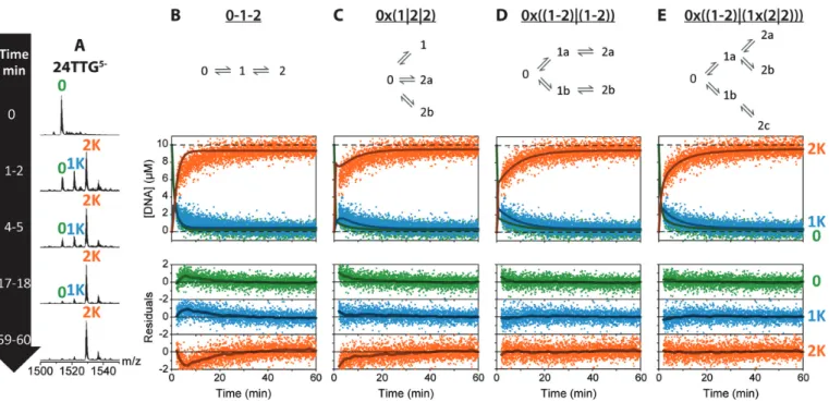 Figure 4. Kinetics of K + -binding (20 ◦ C) monitored by mass spectrometry of 10 ␮ M 24TTG in 100 mM TMAA after adding KCl to reach a final concen- concen-tration of 500 ␮ M
