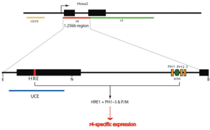 Figure 7. The r4-speciﬁc expression of Hoxa2 results from the cooperative activity of exonic and intronic Hox–Pbx regulatory elements
