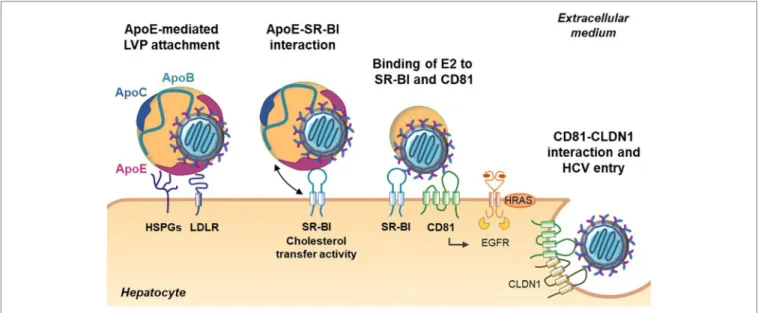 FigURe 2 | Role of apolipoproteins during early steps of hepatitis C virus (HCV) entry