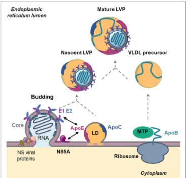 FigURe 3 | Role of apolipoproteins in hepatitis C virus (HCV) morphogenesis. 