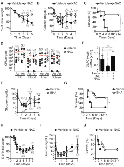 Figure 7. Antioxidants Bypass the Require- Require-ment of FTH in the EstablishRequire-ment of  Normo-glycemia and Disease Tolerance to Sepsis (A–C) Relative weight (A), blood glucose (B), and survival (C) of Mx1 Cre Fth D/D mice subjected to CLP and recei