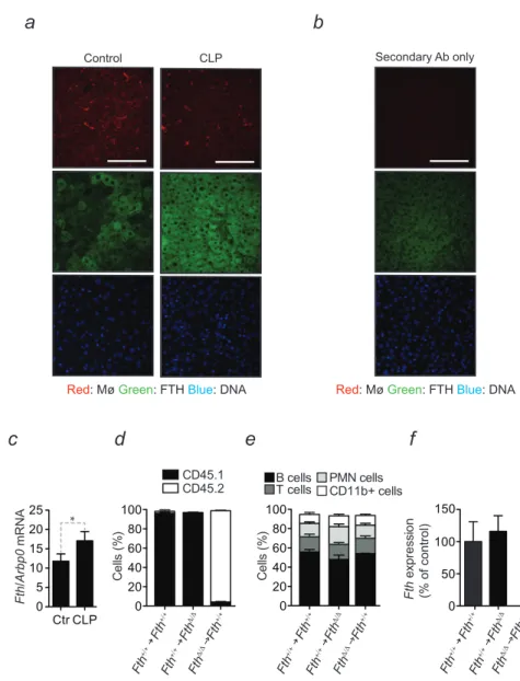 Figure S1. FTH Establishes Disease Tolerance to Sepsis, Related to Figure 1