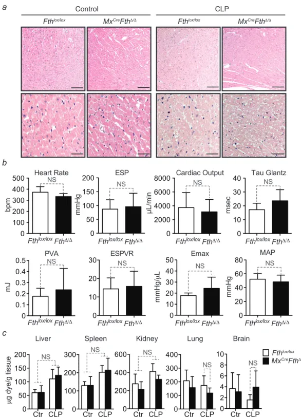 Figure S3. FTH Does Not Modulate Cardiovascular Function, Related to Figure 1