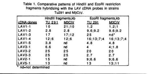 Table 1. Comparative patterns of HindlIl and EcoRI restriction fragments hybridizing with the LAV cDNA probes in strains