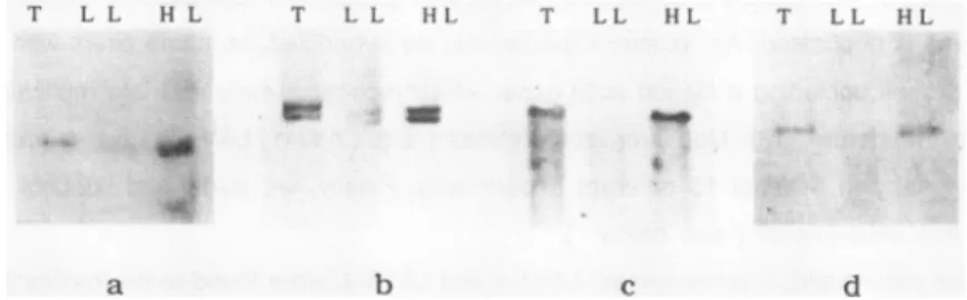 Figure 1: Early replication in S-phase of four genes which are active within the plasmodium of Physarumr this is deduced from the preferential hybridization of 32P-labelled cDNAs to the HL DNA after in vivo bromodeoxyuridine incorporation for the first 40m
