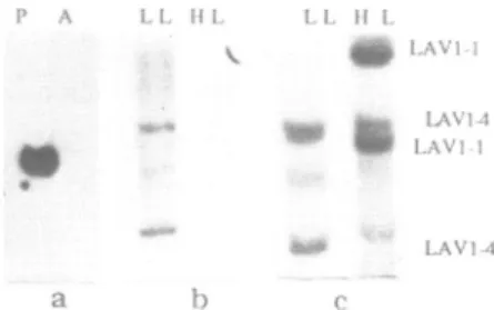 Figure 2: Expression and replication timing of the LAV1 -4 gene in the plasmodium of a) Hybridization of the 32P-labelled LAV1-4 cDNA to plasmodial (P) and amoebal (A) poly (A+)RNA