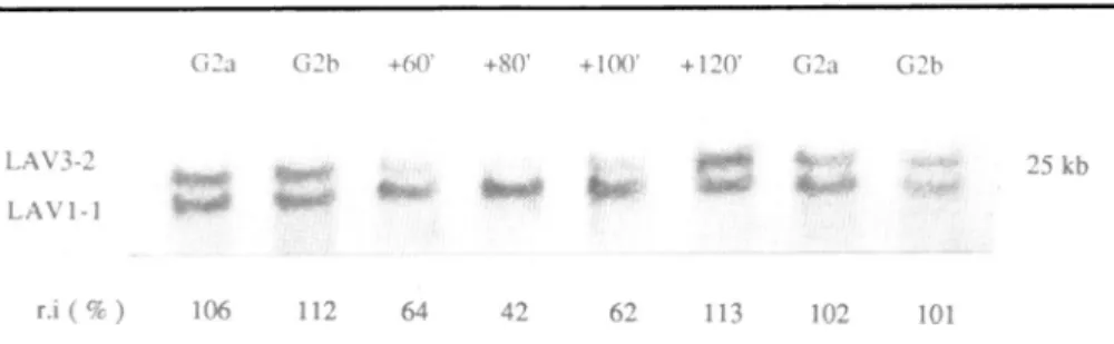 Figure 4: Late replication of the LAV3-2 gene as deduced from gene dosage analysis.