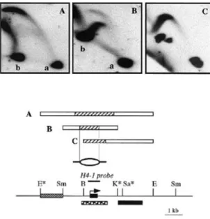 Figure 3. Stalling of the rightward replication fork downstream of the H4-1 gene. DNA samples prepared at +3 or +5 min from early S phase plasmodia were digested by the appropriate restriction enzymes, submitted to 2-dimensional gel electrophoresis and hyb