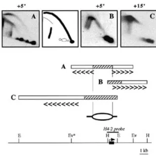 Figure 6. Mapping of a bidirectional replication origin in the vicinity of the H4-2 gene