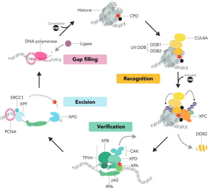 Figure 1. GG-NER reaction in chromatin. This scheme summarizes the major transitions of the GGR reaction cycle (from DNA damage recognition to the final DNA gap filling) and the ‘access-repair-restore’ model describing how this multistep process may take p