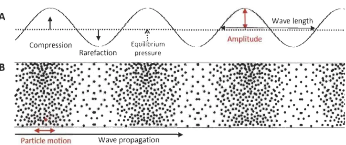 Figure 2.  Snapshot of a  longitudinal  sound wave.  A)  Sinusoid  representation  of the sound  wave  with  its  physical  attributes