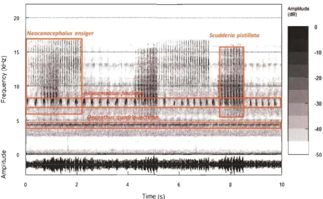 Figure  4.  Spectrogram  of a  lü-second  soundscape  clip  containing  the  acoustic  signaIs  of four  species  in  an  orthopteran  community