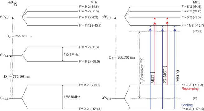 Figure 2.3: (left) Level diagram for the D 2 and D 1 lines of 40 K including the hyperﬁne structure.