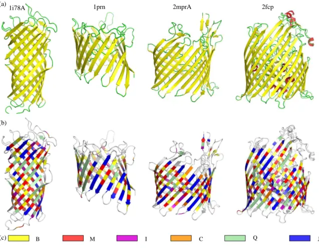 Figure 1: 3D structures of four OMPs with various barrel size and strand length. (a): structures colored according to the secondary structure assigned by KAKSI (yellow: β -strands, red: α-helix, green: coil), (b): structures colored according to the OMP-sp
