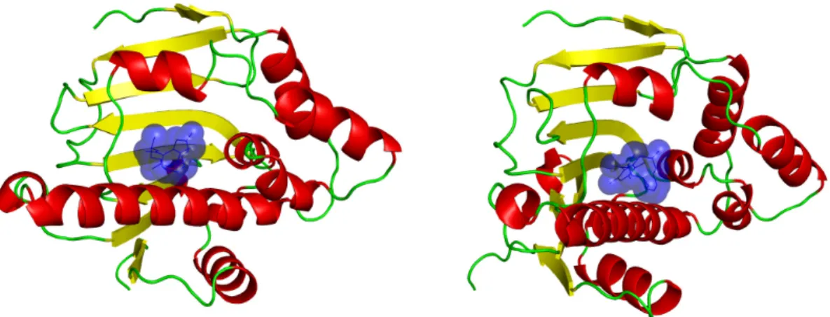Figure 3:  An  example  of  Heat  Shock  Protein  90  (HSP90)  bound  to  radicicol.  Both  views represent an HSP90 of Saccharomyces cerevisiae (PDB code 1BGQ) bound to  the drug radicicol shown in blue (see Figure 2 to compare with the natural ligand of 