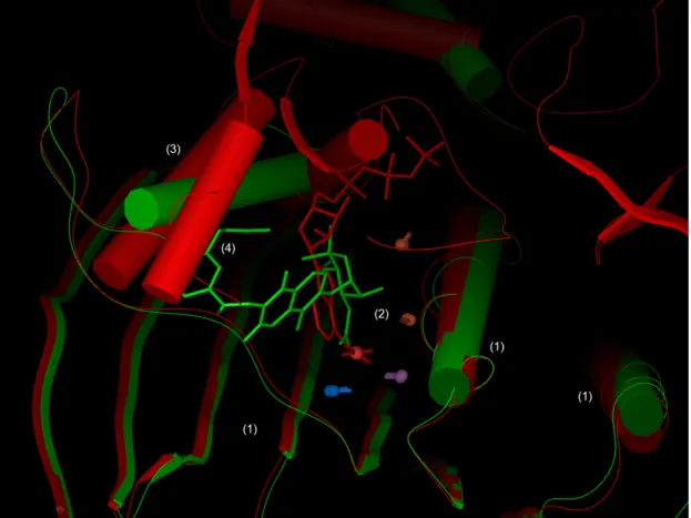 Figure  6: Superimposition  of  2  topoisomerase  VI  separated  by  MED-SMA .  PDB  codes  1S16  (red)  and  1S14  (green)  are  superimposed
