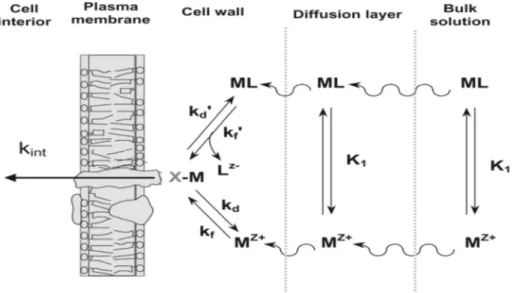 Figure  2 :  Modèle  conceptuel  des  interactions  entre  les  métaux  et  les  organismes  aquatiques (Campbell et al., 2002b)