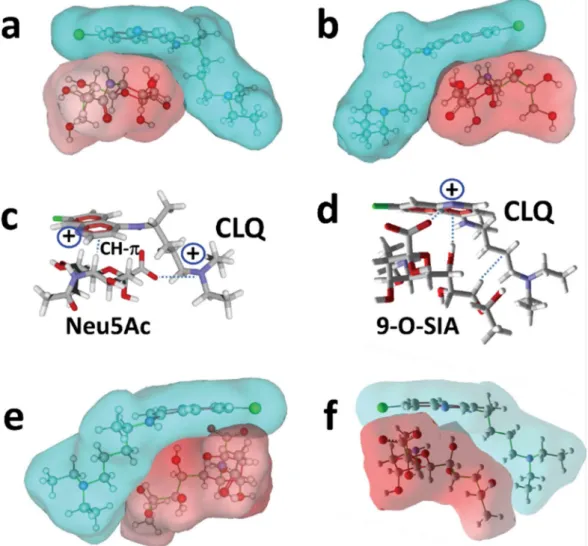 Figure 2. Molecular modeling of CLQ interaction with sialic acids: 