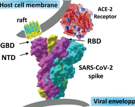 Figure 8. Dual recognition of gangliosides and ACE-2 by SARS-CoV-2 S protein:  