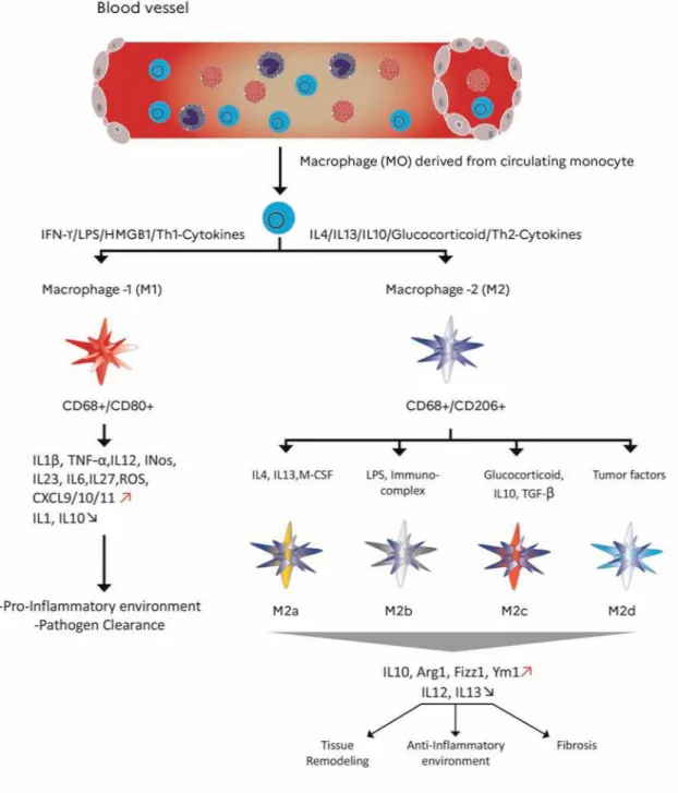 Figure 2. Role of macrophage polarization in inflammation, phenotype markers and signaling molécules involved in  M1 /M2, M2a, M2b, M2c, M2d