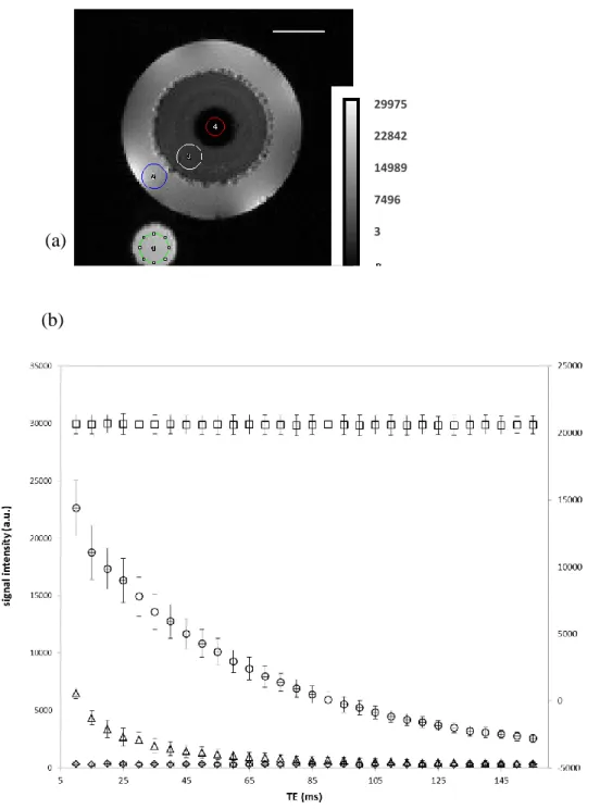 Figure 6 : MR image of the starch-glycerolextrudate imbibed in doped water at 22°C(Tube 3)  and ROIs (a) used for the calculation of signal intensities as a function of the echo time TE in  a  multi  spin  echo  experiment  (b)