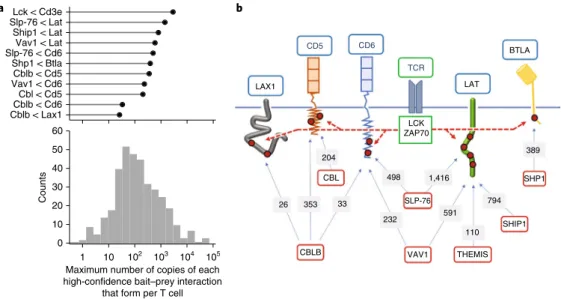 Fig. 6 | TCR signals branch at the level of the plasma membrane leading to the assembly of multiple signalosomes