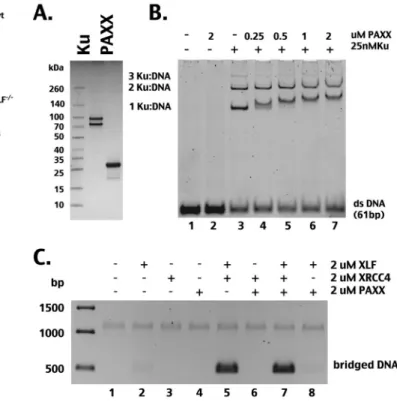 FIG 7 PAXX interacts with Ku-DNA complexes but does not itself bridge DNA or cooperate with XRCC4/XLF filaments to bridge DNA