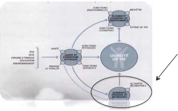 Fig 1.  Déterminants de la santé sur la qualité de vie (Spirduso,  1995). 